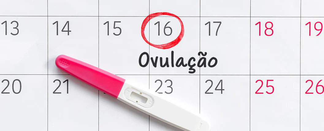 Imagem de um calendário com a data circulada correspondente ao dia da ovulação. 